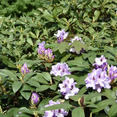 Grüne Sträucher mit violetten und weißen Blüten. Die Blätter sind länglich und dunkelgrün, während die Blüten in kleinen Gruppen wachsen und teils noch geschlossen sind. Im Hintergrund sind weitere Sträucher sichtbar.